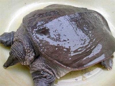 Bảng báo giá cua đinh giá rẻ nhất hiện nay