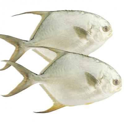 Cách chọn cá chim trắng tươi ngon