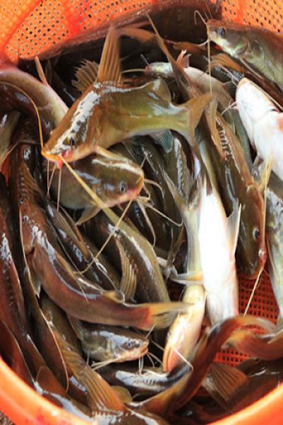 Cách chọn cá lăng tươi ngon