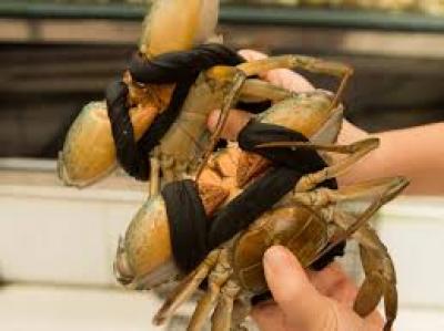 Mua bán cua Cà Mau tại huyện Ba Vì