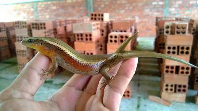 Trại nuôi rắn mối thương phẩm tại Huyện Củ Chi