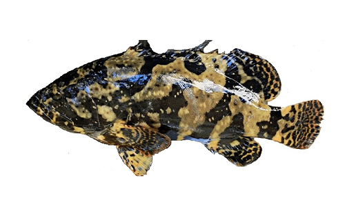 Cá Mú Một Nắng Quy Nhơn - Món Ngon Làm Quà - Đặc sản Quy Nhơn - Cửa hàng đặc sản Bình Định