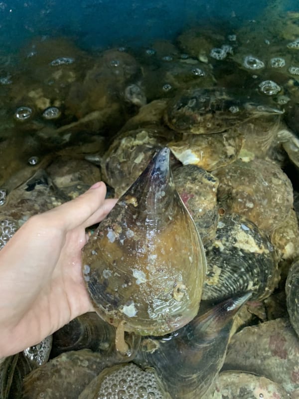 So mai- hai san tuoi song ha noi