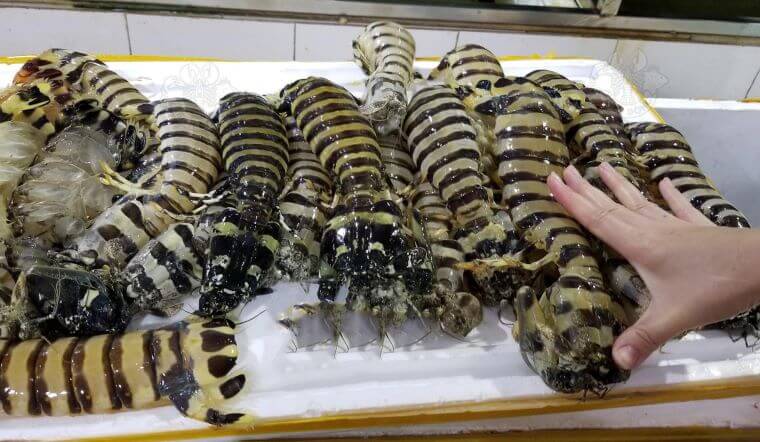 Bề bề (tôm tít) là con gì? Cách chế biến bề bề ngon đúng chuẩn