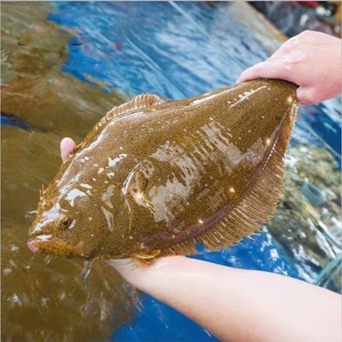 Cá Bơn Hàn Quốc Tươi Sống - Hải Sản Hoàng Gia
