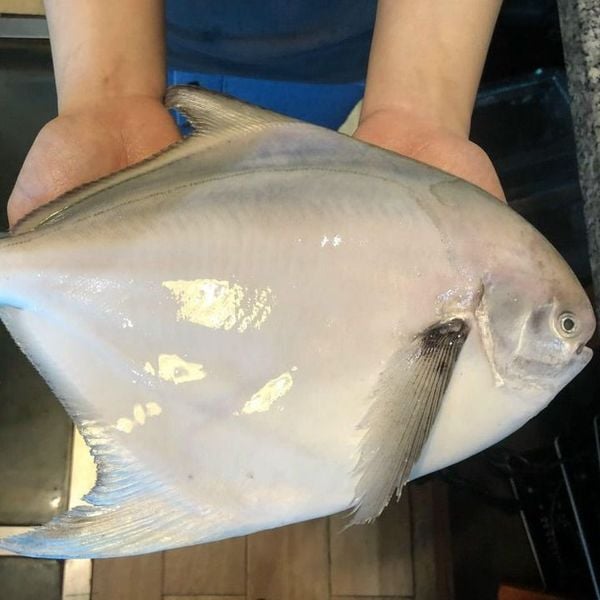 Cá Chim Trắng Có Mấy Loại