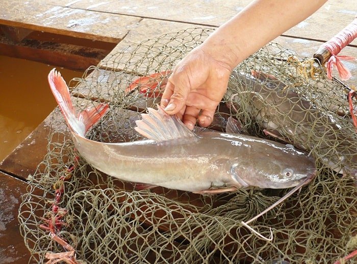 Cá lăng suối - Nguồn dinh dưỡng và nét đẹp của vùng sông nước