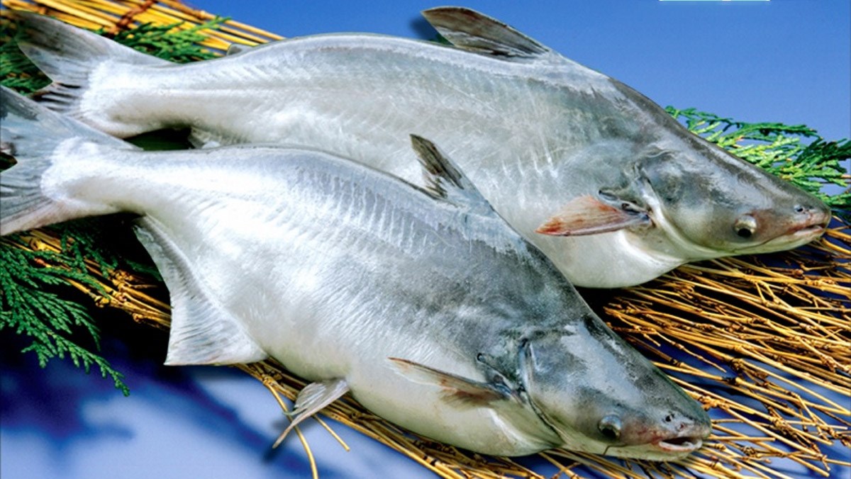 Cá basa bao nhiêu calo? Ăn cá basa có tốt không, những lưu ý khi ăn cá basa