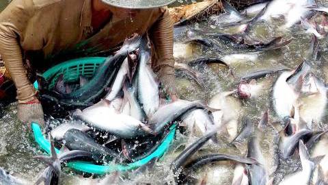 Kỹ thuật nuôi cá tra và cá basa