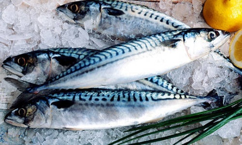 TỔNG QUAN VỀ CÁ NỤC